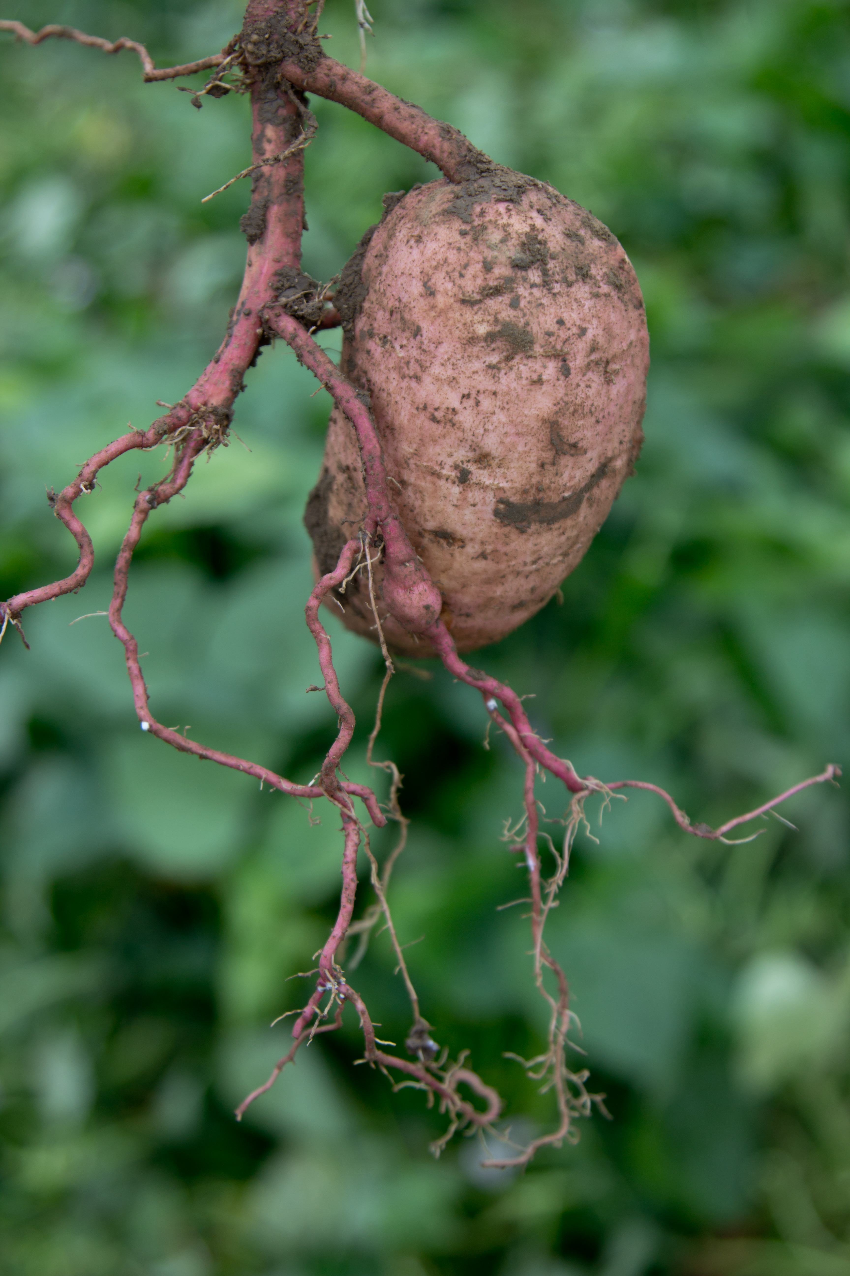 Batata Tuberculo