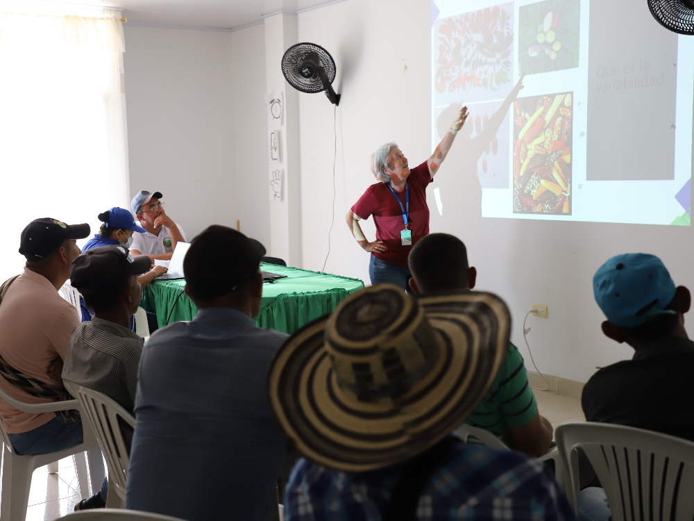 AGROSAVIA Presentó Resultados Parciales De Proyecto En Cebolla Para Norte De Santander2 AGROSAVIA