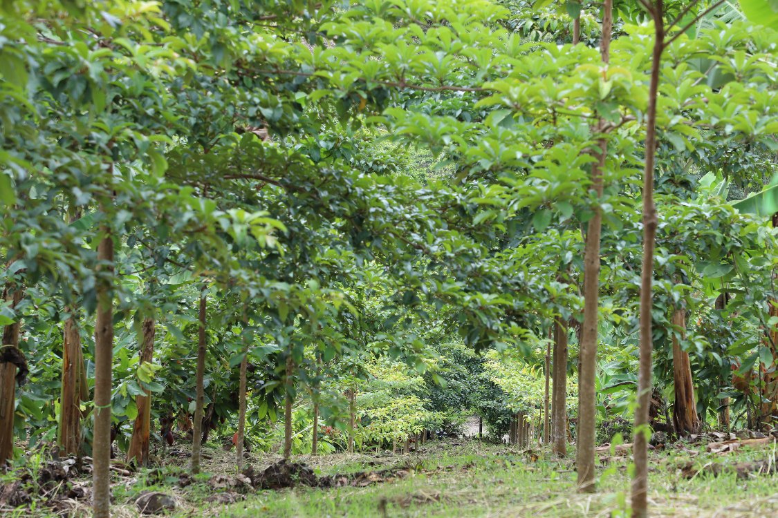 Inicia Plan De Vinculación Agroalimentario Para Los Santanderes4 AGROSAVIA