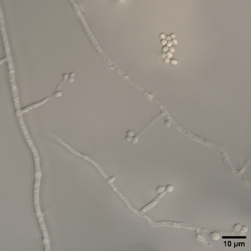 Beauveria Sp