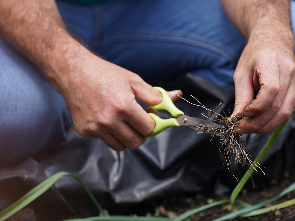 Microorganismos Benéficos Para Uchuva4 AGROSAVIA