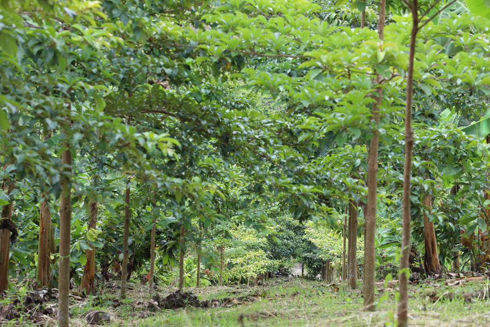 Sistemaagroforestal Lasuiza 045 Def
