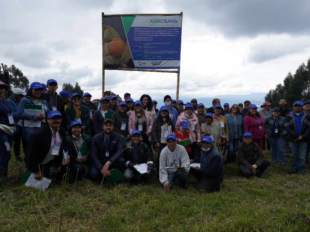 Marchitamiento Vascular En El Cultivo De Uchuva3 AGROSAVIA