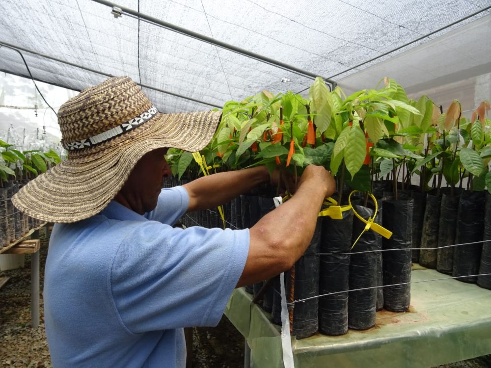 Vivero Propagación Cacao5 C.I. El Nus AGROSAVIA