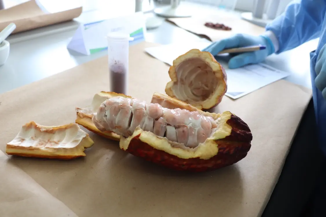 Descifran el papel de los microorganismos en la ruta del cadmio hacia el cacao