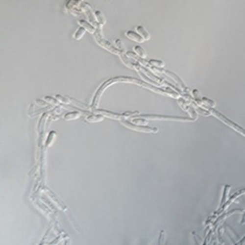 Metarhizium Sp