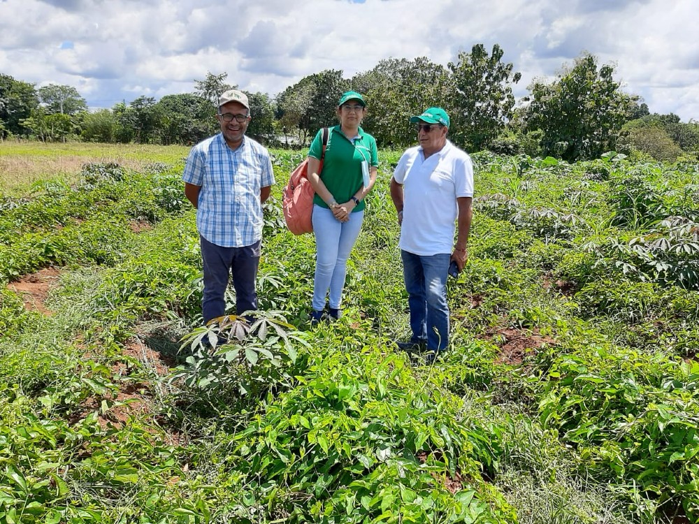 Proyecto De Ñame Gira Técnica En Panamá5 AGROSAVIA