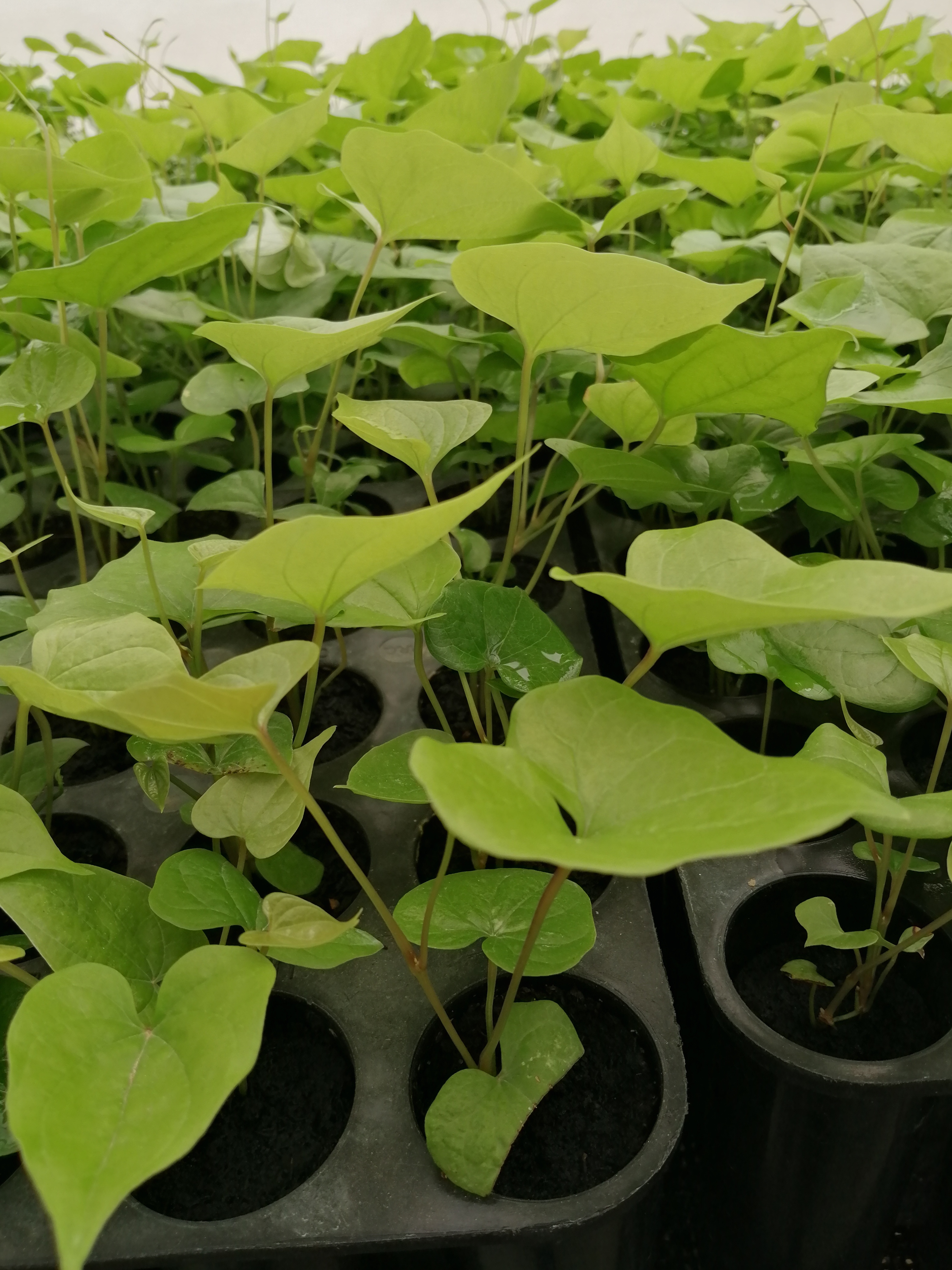 Foto Plantas In Vitro En Bandejas Invernadero C.I Turipaná.Autor Amaury Espitia