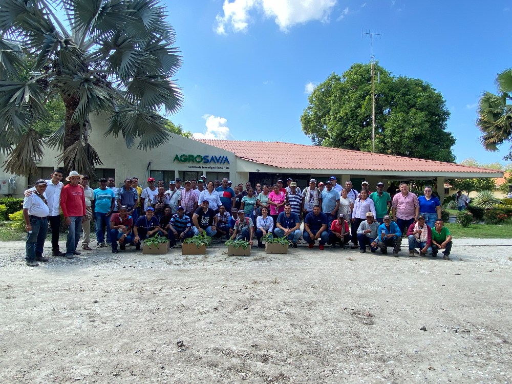 AGROSAVIA entrega 9.100 semillas de calidad de plátano Hartón a 450 productores en la región Caribe