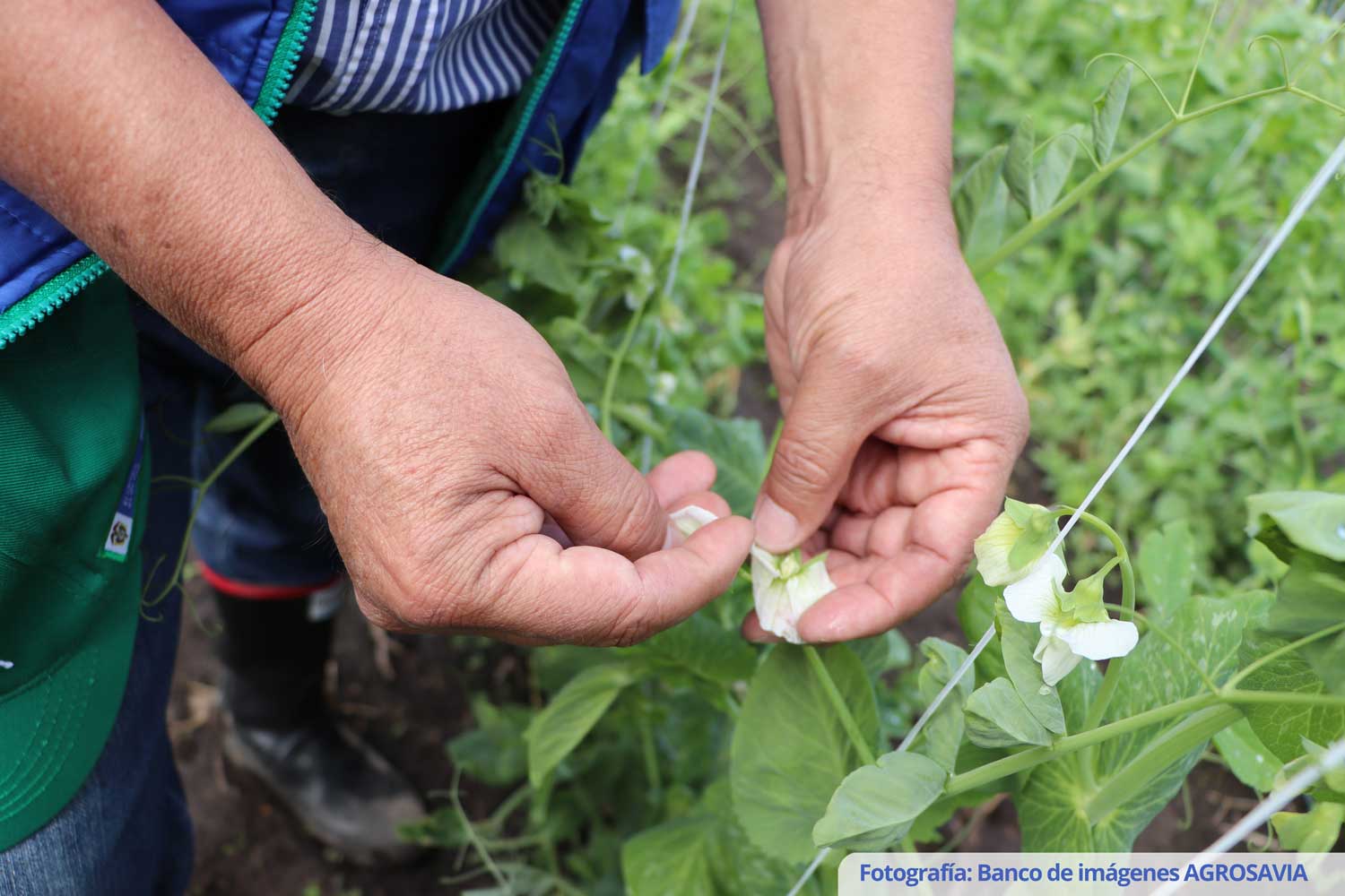 Pea variety Obonuco San Isidro