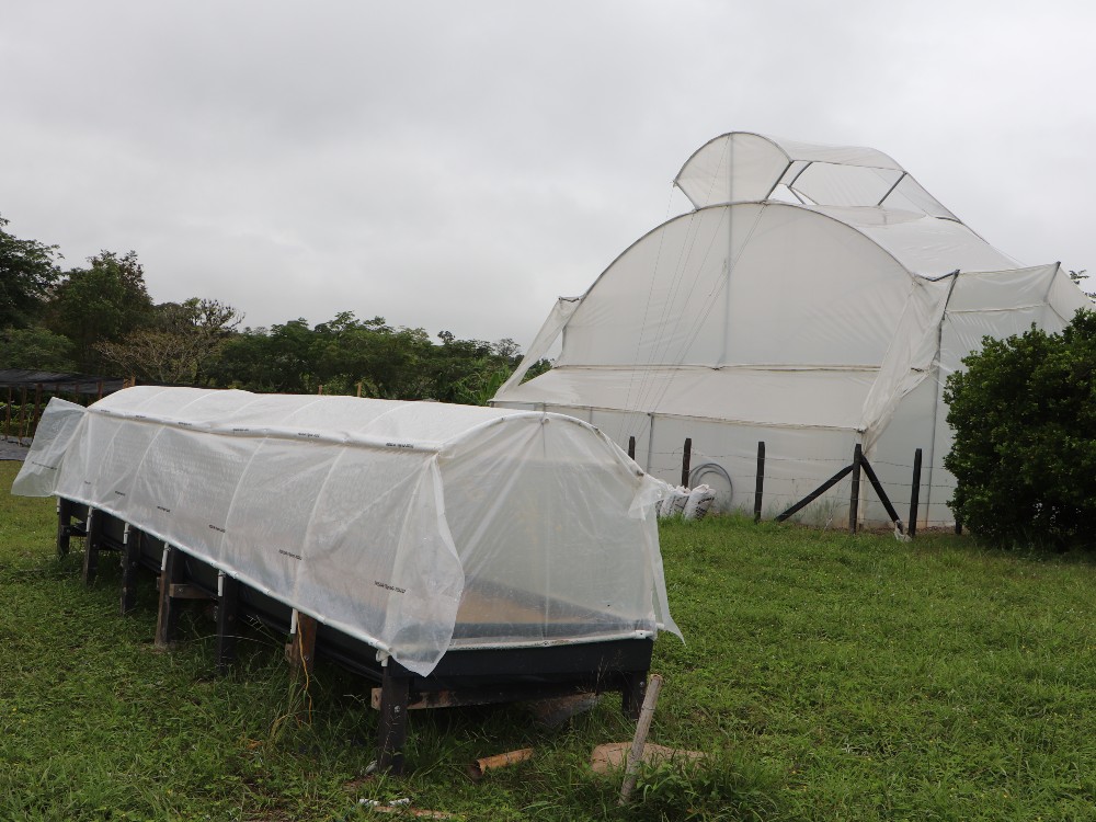 Proyecto Platano Beneficia5 AGROSAVIA