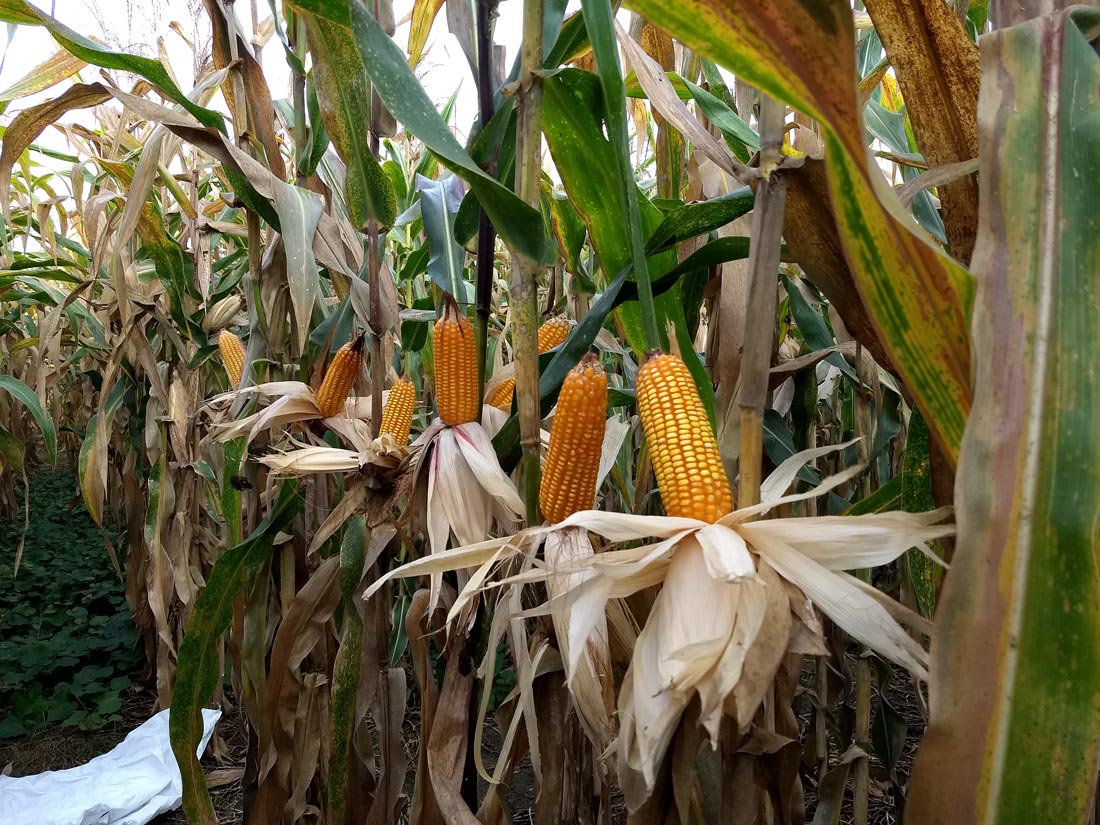 Variedad de maíz amarillo AGROSAVIA V-117 doble propósito