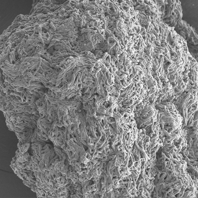 A Laureate thesis that could contribute to overcoming the limitations of fungal bio-inputs