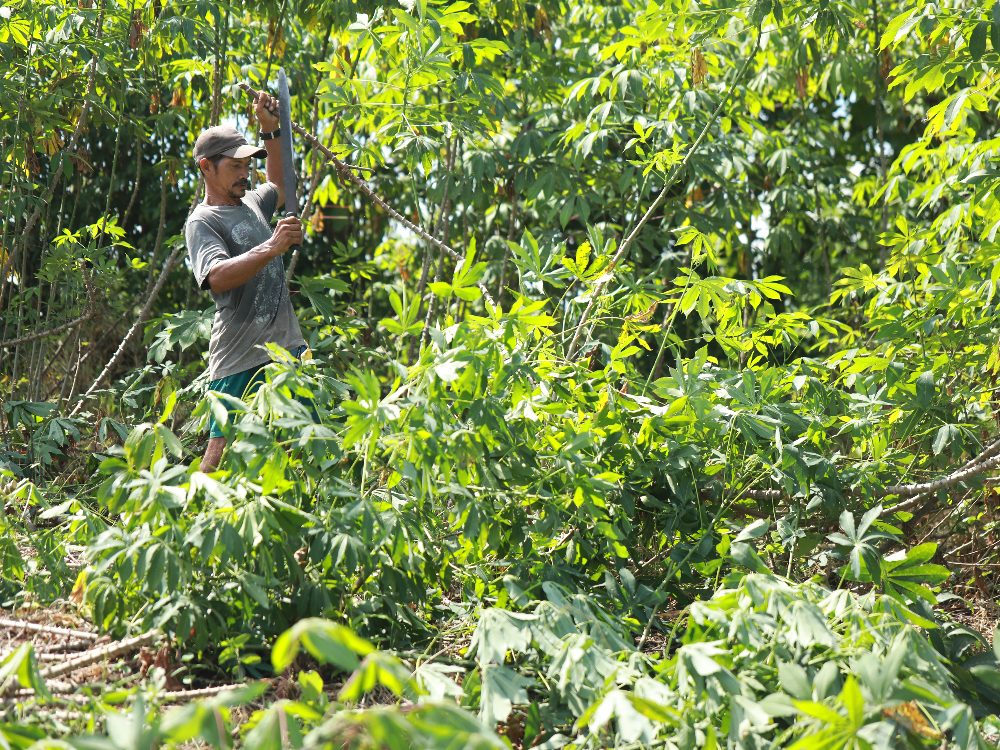 Yuca País fase II iniciará su ejecución con organizaciones y productores