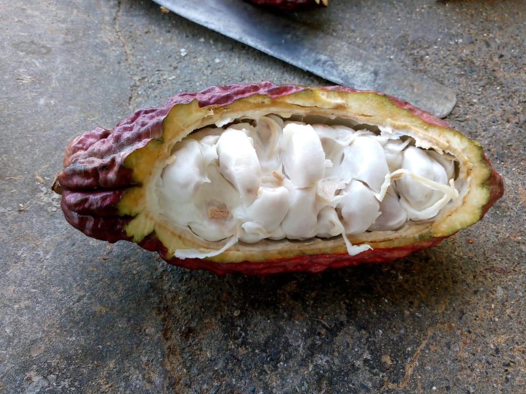 Dos nuevas publicaciones en torno a la mitigación del cadmio en el cultivo de Cacao