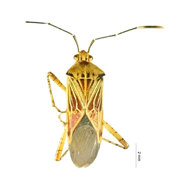 Hypselonotus 616