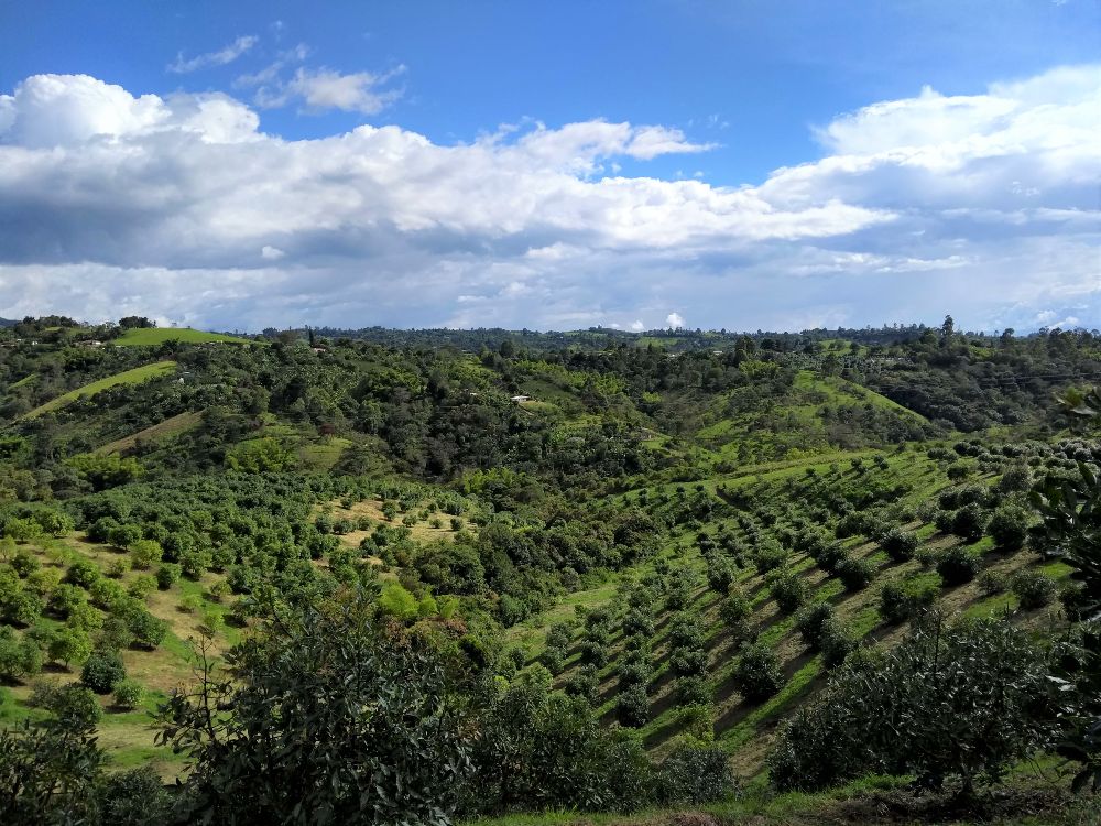 El Oro Verde Se Abre Camino En El Departamento Del Cauca AGROSAVIA