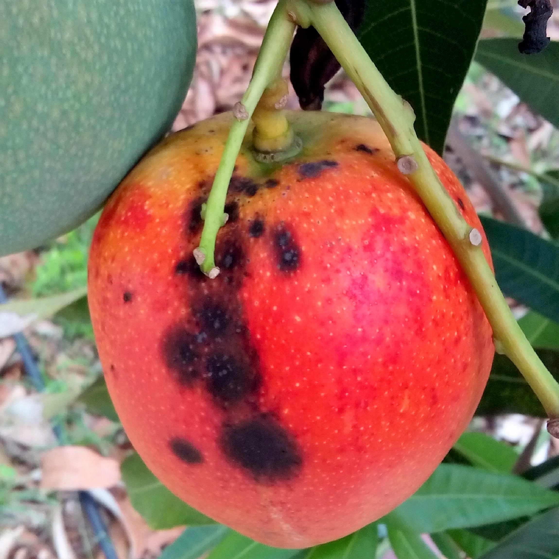 Recomendaciones de manejo preventivo de la antracnosis en mango a través del uso de prácticas culturales, químicas y biológicas.