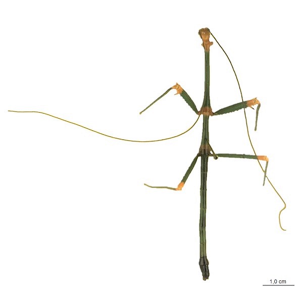 Diapheromeridae