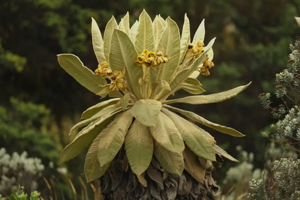 Vinculaciñon beneficiarios proyecto BIOINNOVA Páramos y Bosques