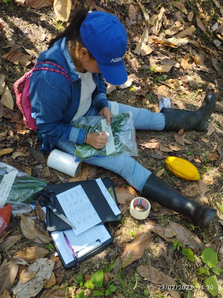 Proyecto Regional Cacao2 AGROSAVIA