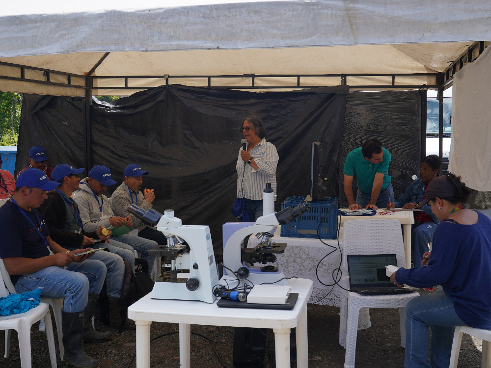 Microorganismos Benéficos Para Uchuva2 AGROSAVIA