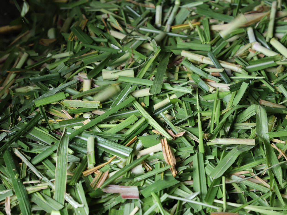 AGROSAVIA Dio A Conocer Aprovechamiento Nutricional Para Ganadería Con Cultivo De Papa7 AGROSAVIA