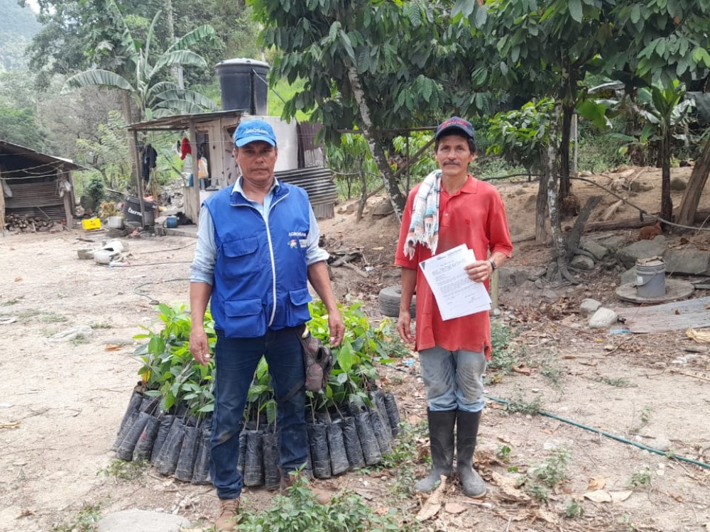 AGROSAVIA Entregó 2 Mil Árboles Maderables Y 40 Mil Plantas De Cacao En El Catatumbo3 AGROSAVIA