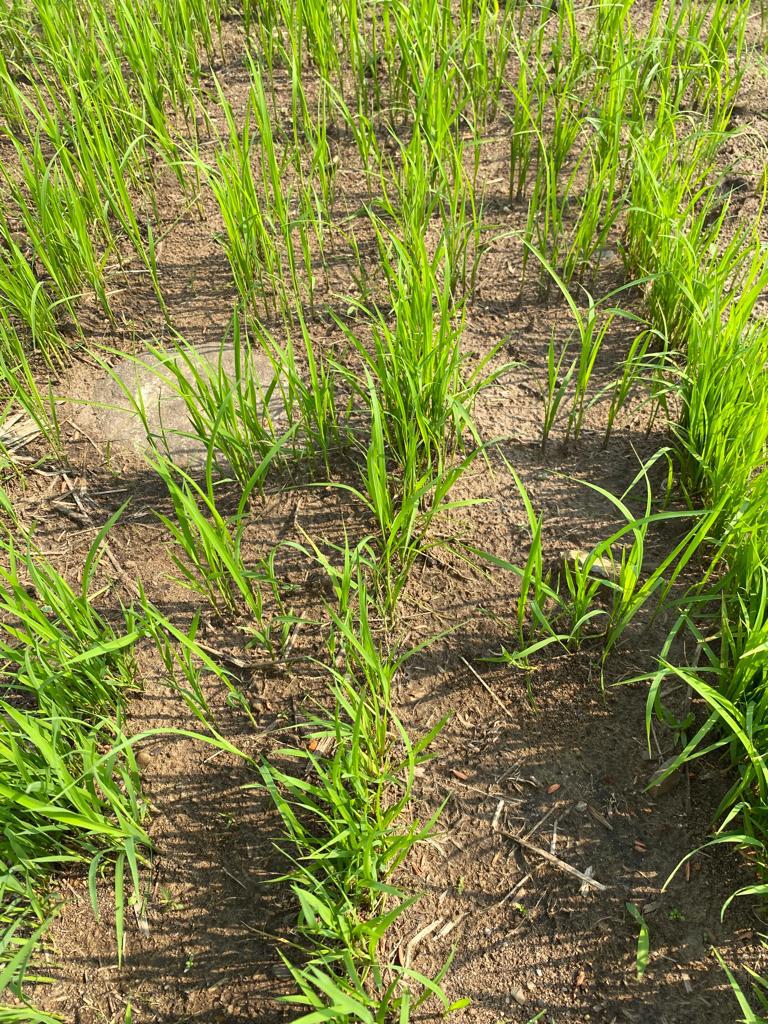 Modelo Biocarbono/AGROSAVIA para un arroz bajo en carbono y sostenible en la Orinoquia 
cierra su primera fase

