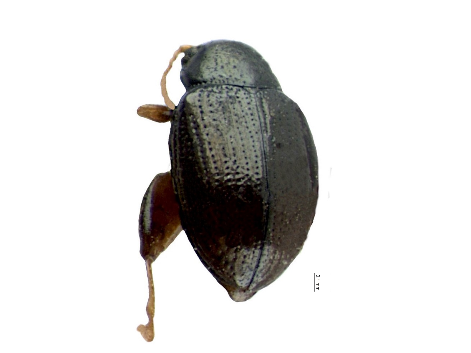 Chaetocnema palmirensis Bechyné, 1966
