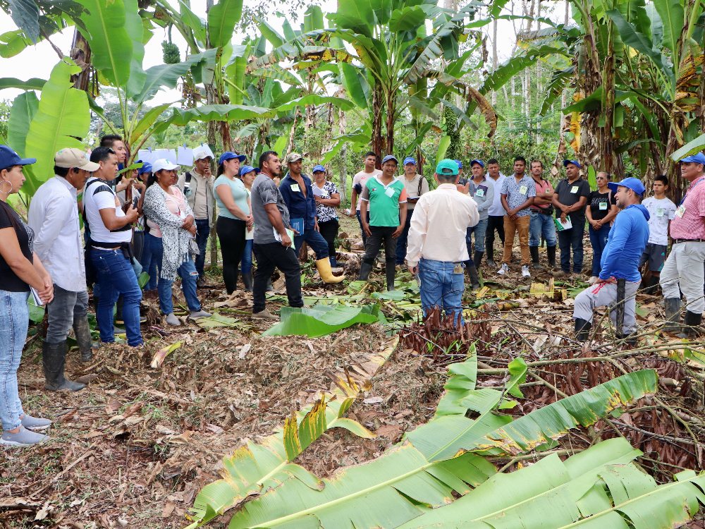 PVT Putumayo Plátano3 AGROSAVIA