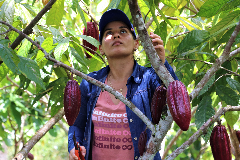 Materiales de cacao TCS 06, TCS 13 y TCS 19 de AGROSAVIA