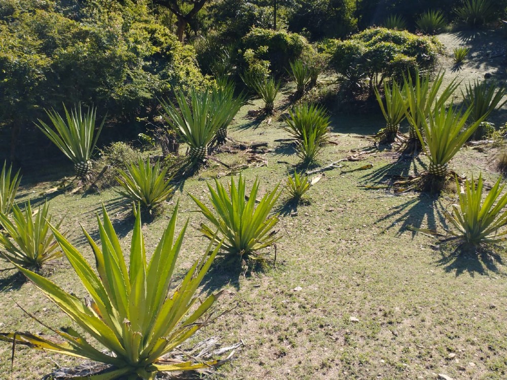 Fiqueña3 AGROSAVIA