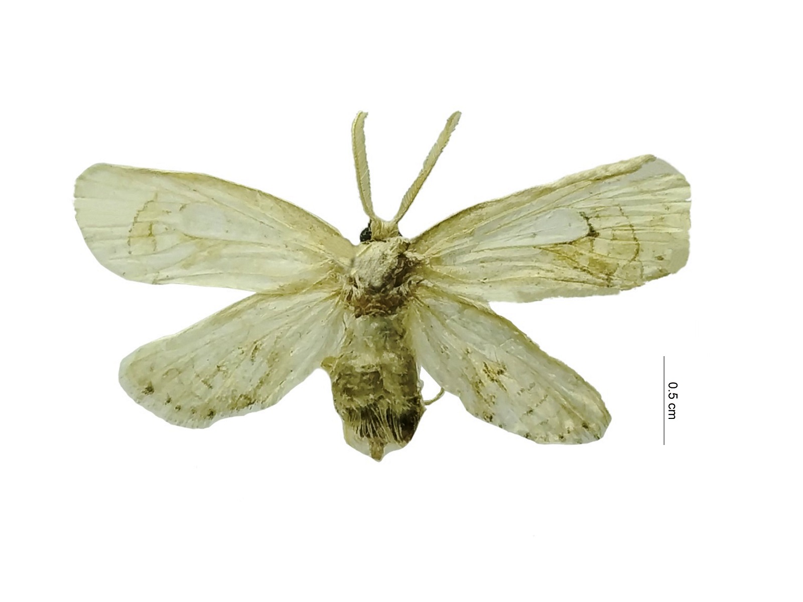 Arrhenophanes volcanica Walsingham, 1912 