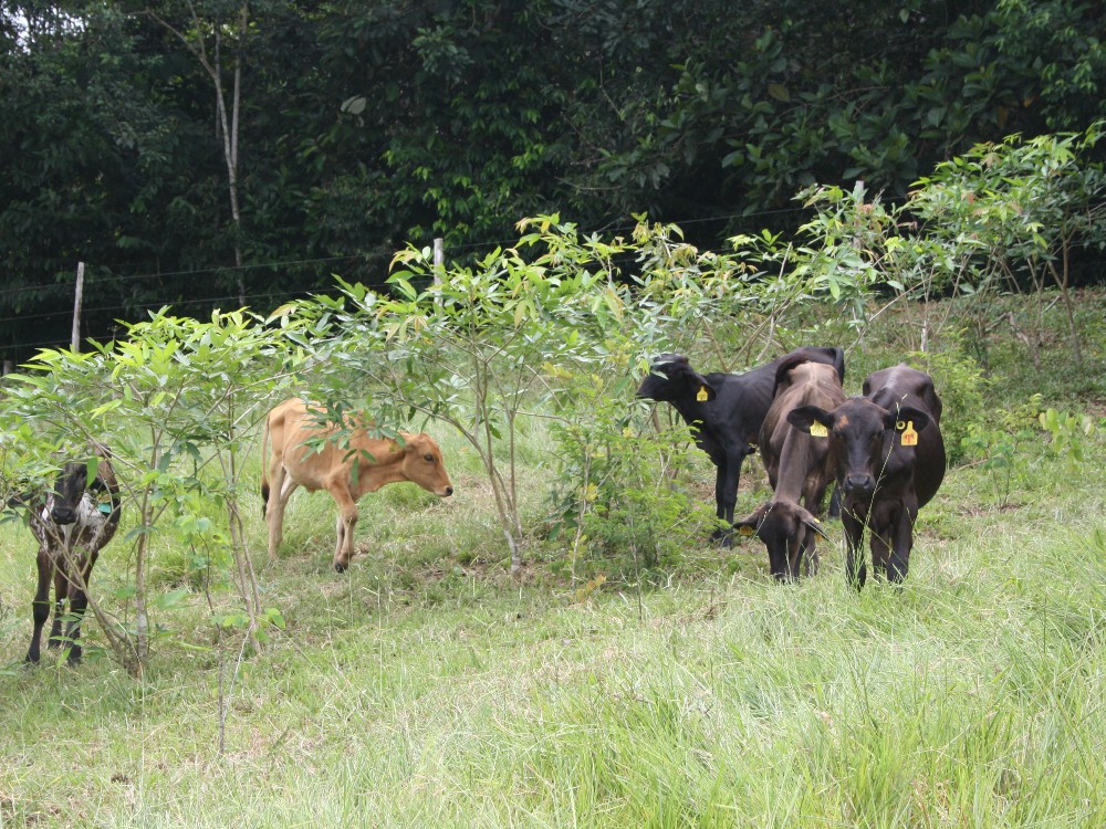 Fontagro2 AGROSAVIA