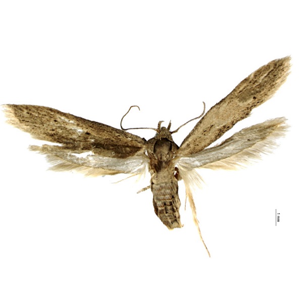 Blastobasidae