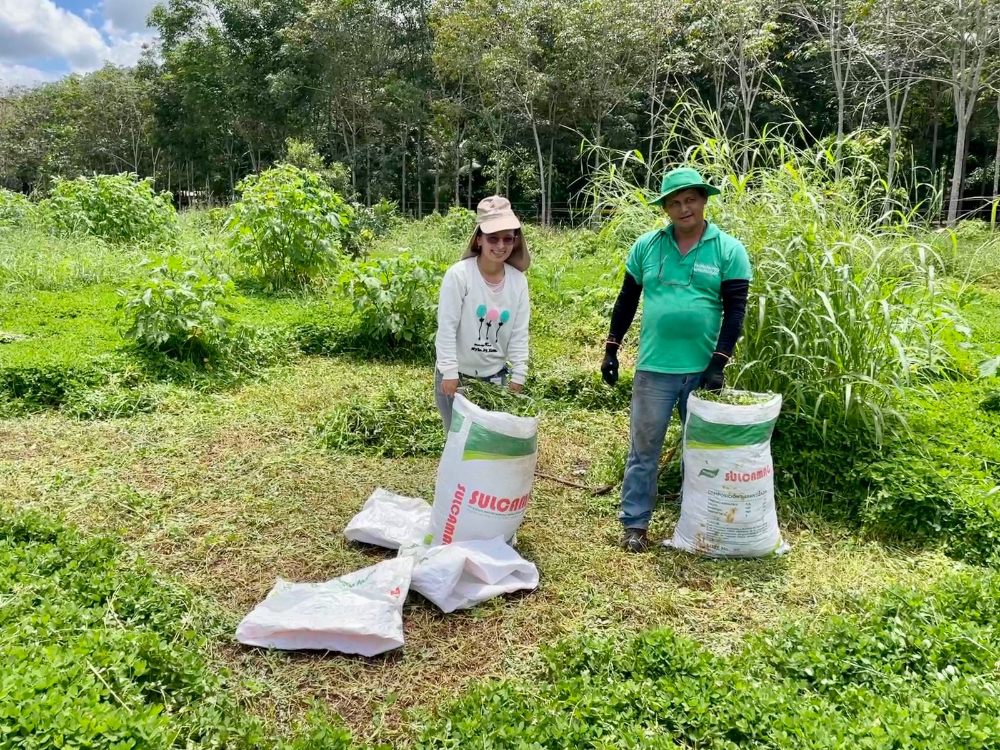 Entrega Rambuta R 134 Y Mani Al SENA2 AGROSAVIA