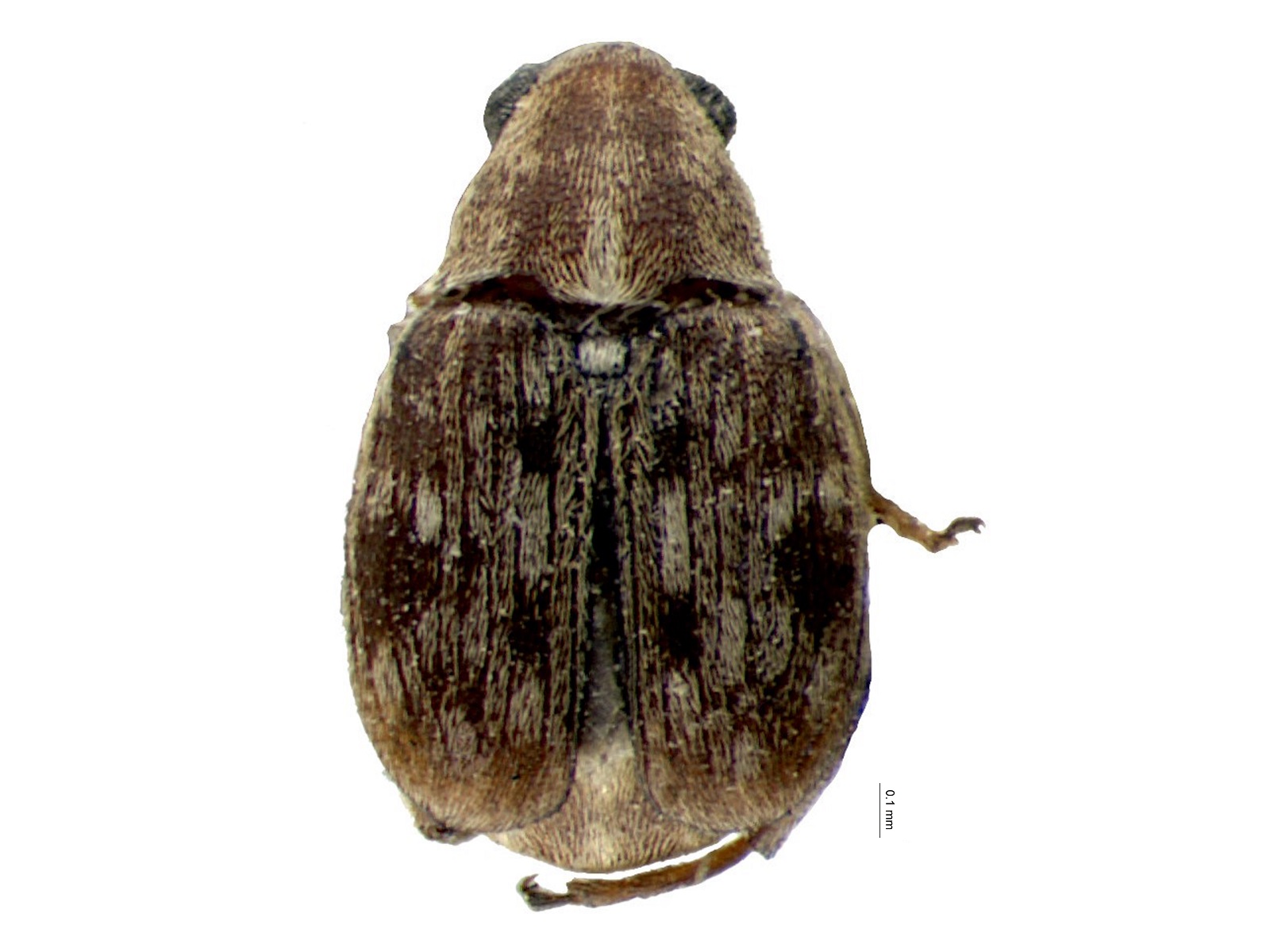 Acanthoscelides sennicola Johnson, 1990