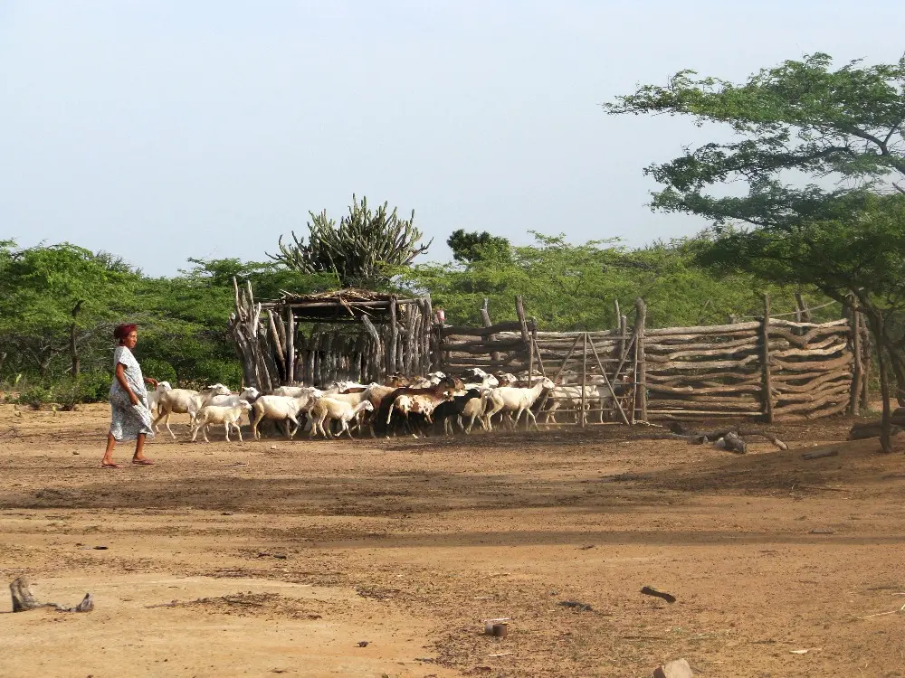 Valledupar será el epicentro del conocimiento ovino-caprino de América Latina