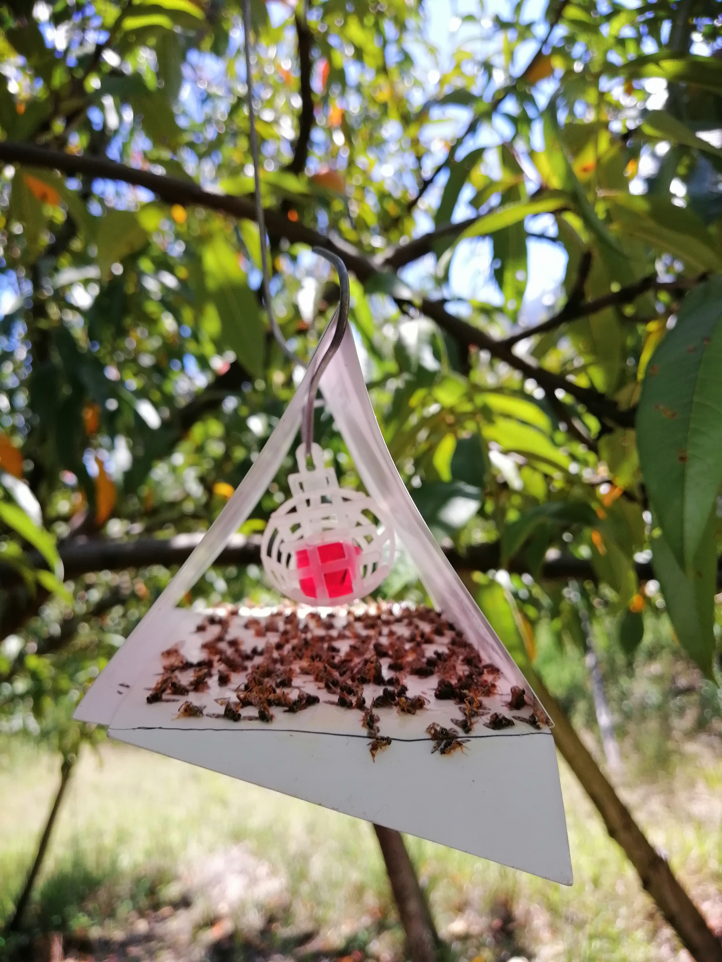 Recomendaciones para monitoreo y manejo de mosca del mediterráneo en el cultivo de Durazno