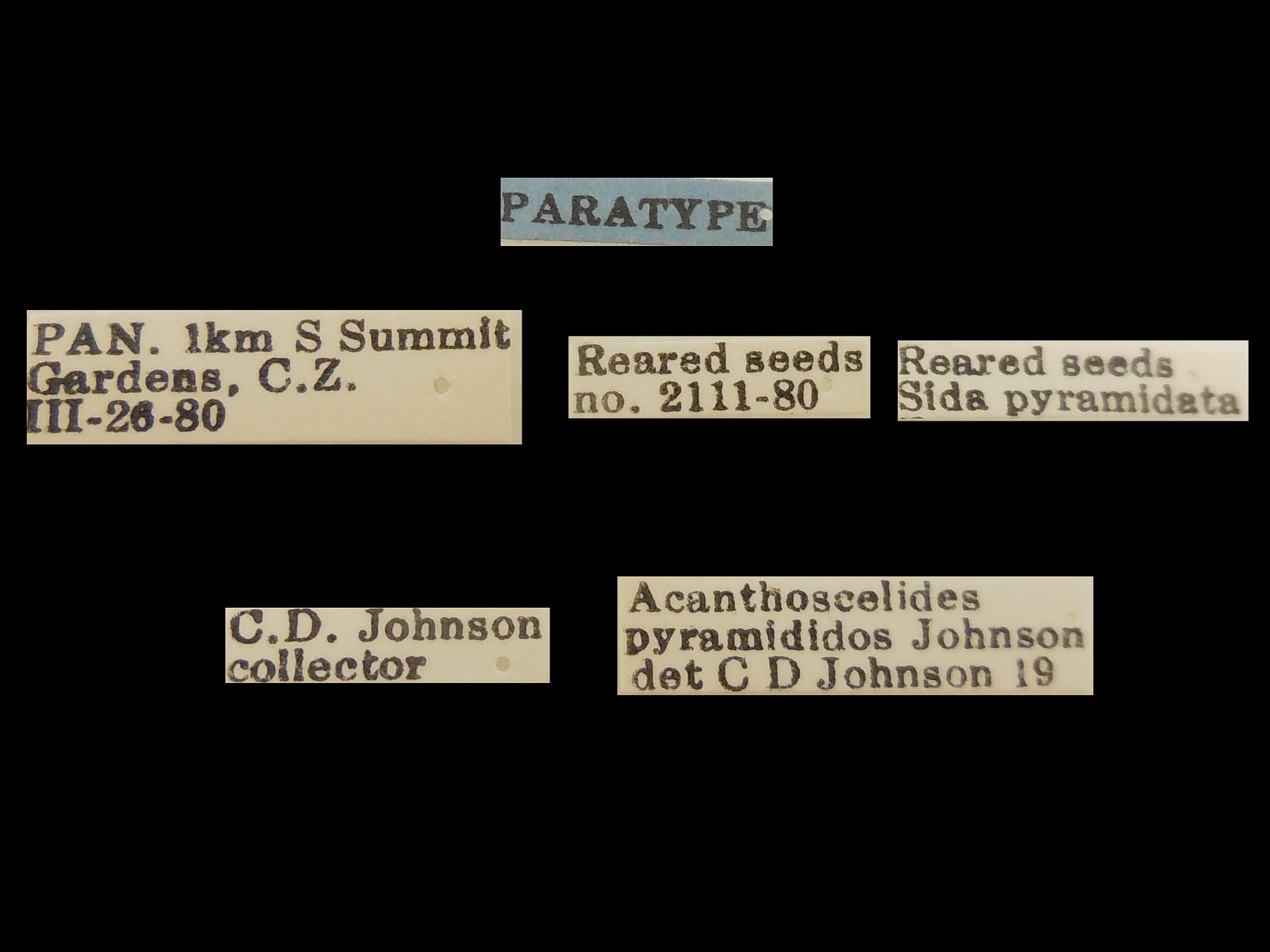 Acanthoscelides pyramididos Johnson, 1983