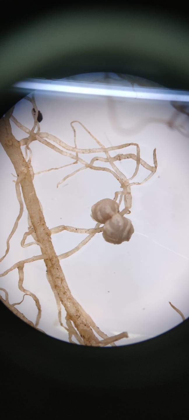 AGROSAVIA Vincula A Su Primer Becario Postdoctoral En Investigación Que Busca Aumentar La Producción De Frijoles En El Cesar8