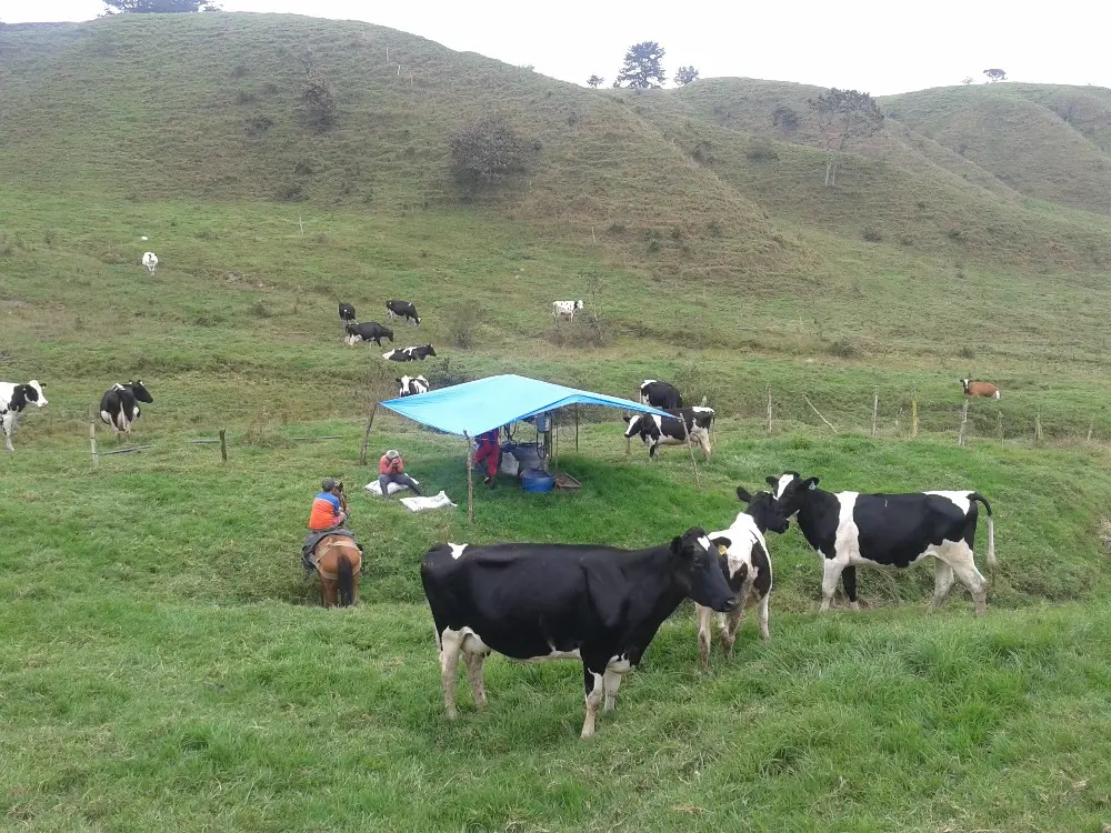 Tecnología y alimentación animal conectan la ganadería de altura