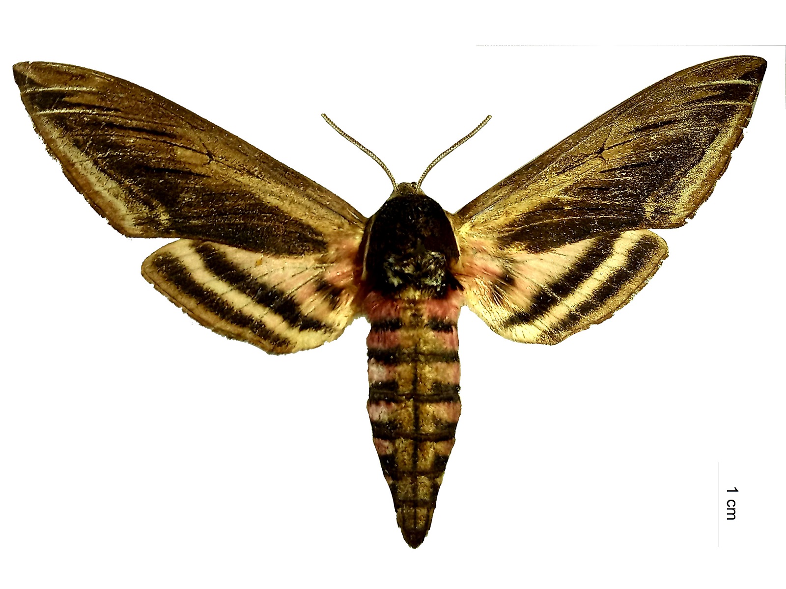 Sphinx ligustri Linnaeus, 1758 