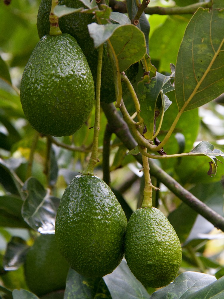 Aguacate 20224 AGROSAVIA