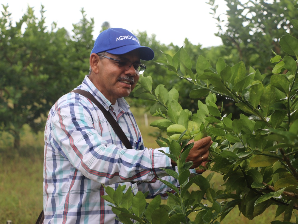 Productores de cítricos fortalecen sus capacidades técnicas frente al HLB de la mano de AGROSAVIA y el ICA