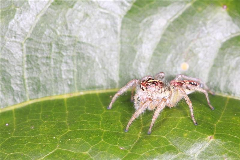 Manejo, Paisaje Y Microhabitat Cacao5