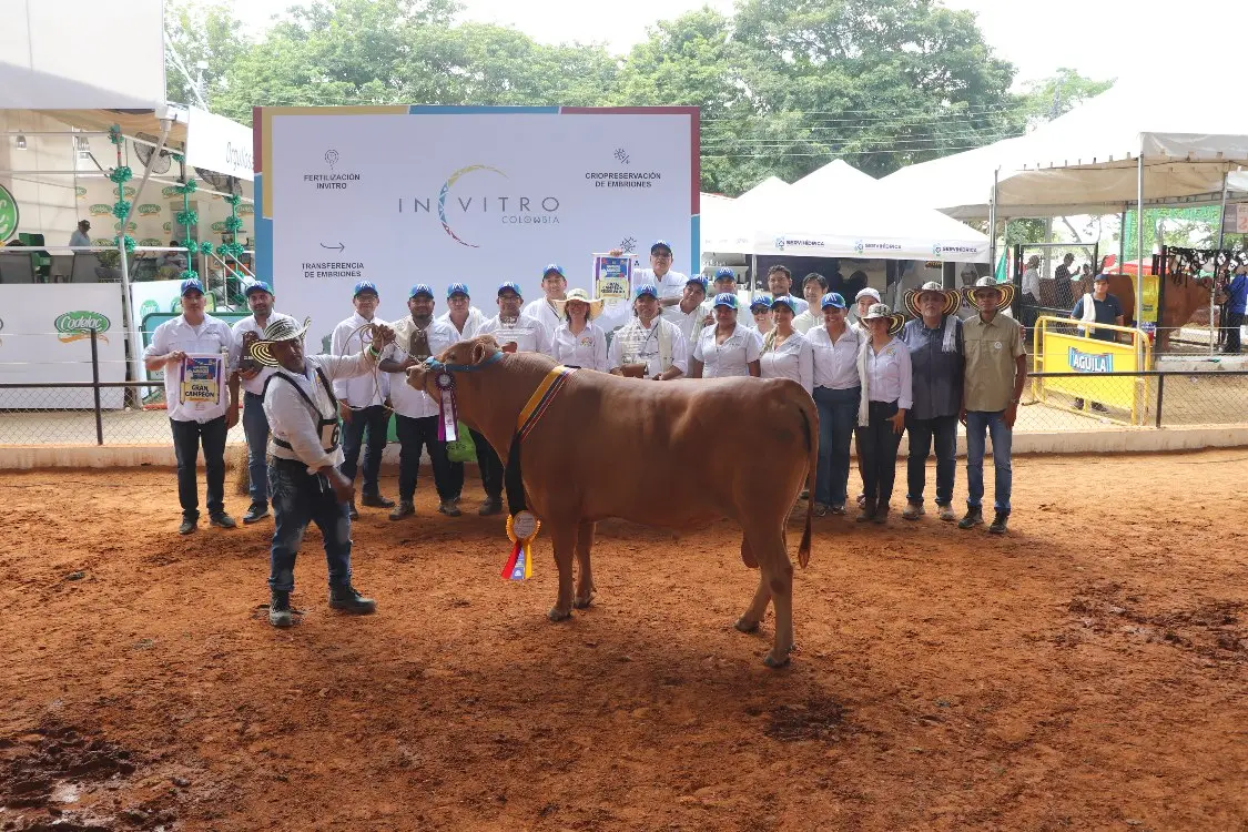 Turipaná 'El Jefe', El Gran Campeón Romosinuano Del Primer Juzgamiento Nacional De La Raza Romosinuano4 Fotor Webp