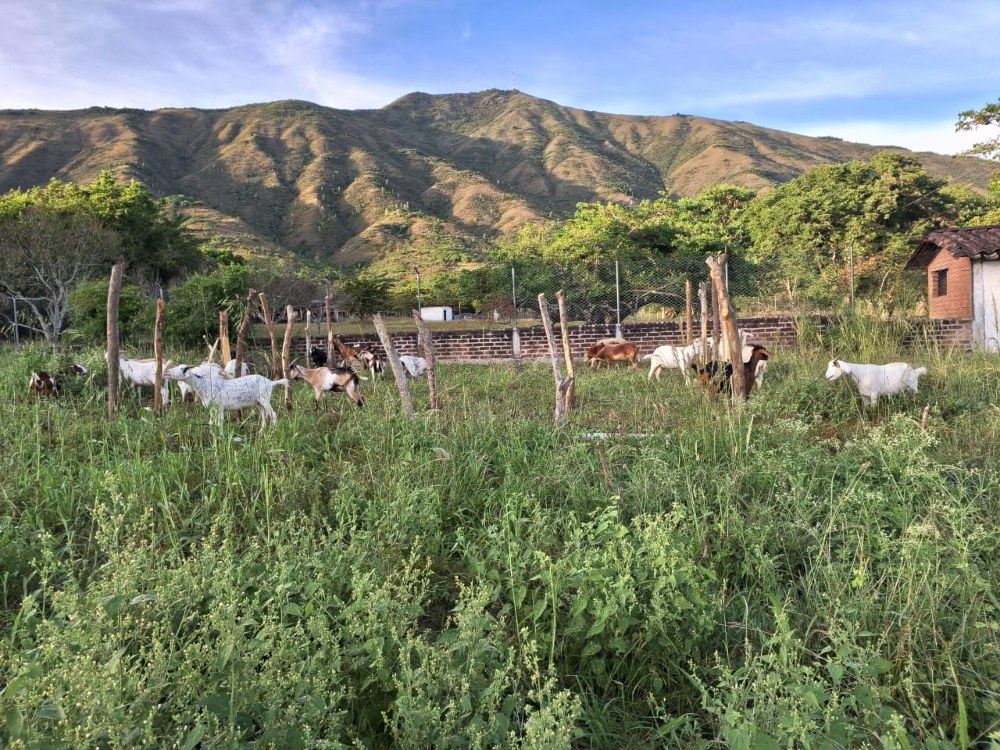 Ovinocaprino7 AGROSAVIA