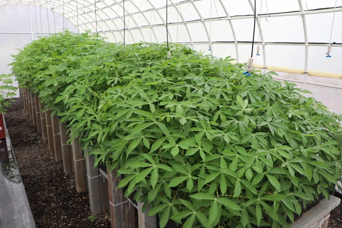 Sistemas De Túneles De Yuca3 Fotor Webp